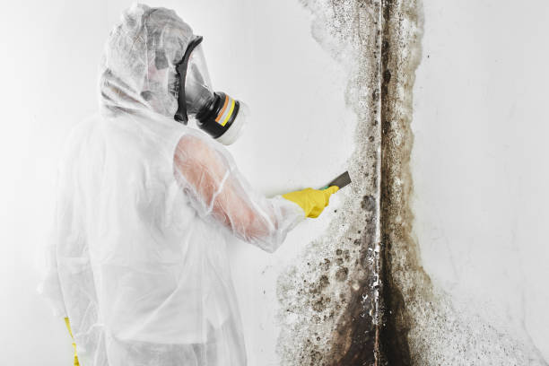 Best Commercial Mold Remediation in Cornish, ME