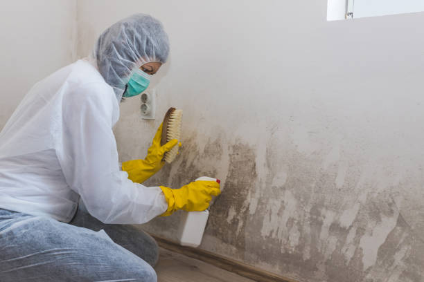 Best Residential Mold Remediation in Cornish, ME