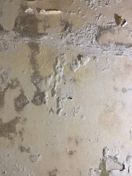 Best Crawl Space Mold Remediation in Cornish, ME