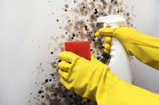 Best Post-Flood Mold Remediation in Cornish, ME